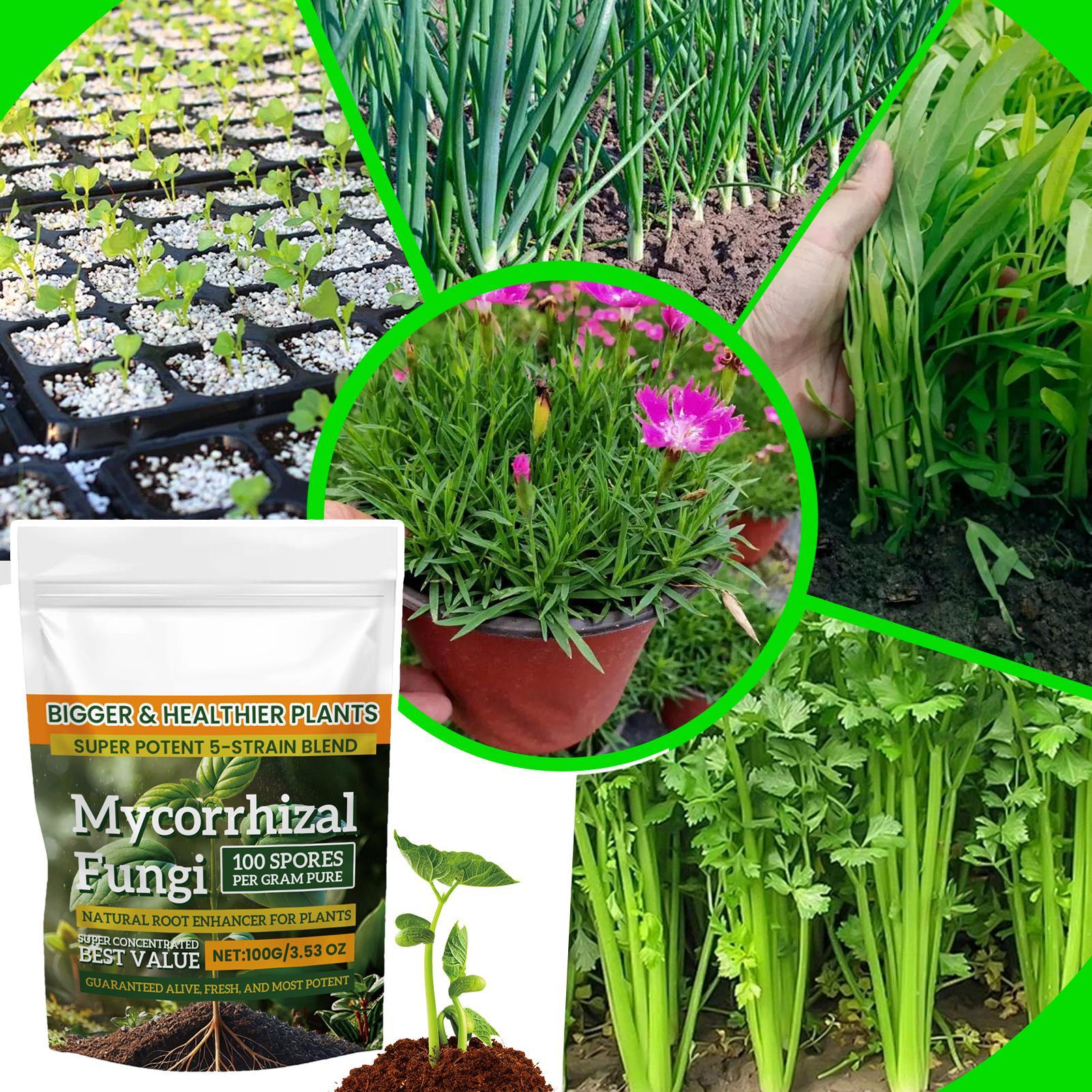 100g Nawóz Roślinny w Proszku, – Rooting Hormone Powder recenzja i cena
