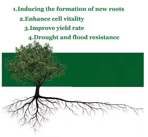Mocny proszek do ukorzeniania  – Rooting Hormone Powder recenzja i cena