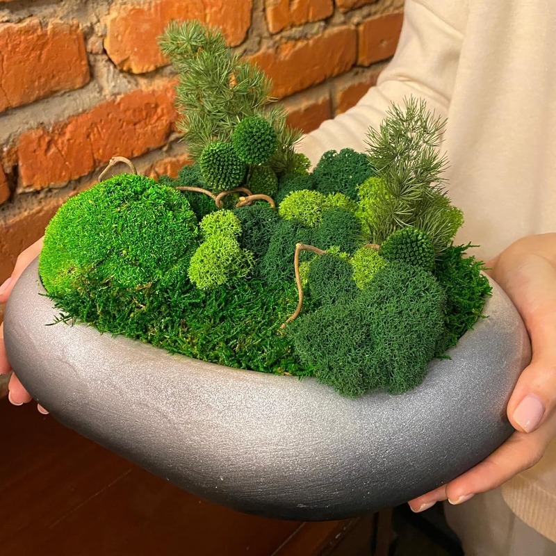 Sztuczne zielone rośliny mchu, – Sphagnum Moss Dry recenzja i cena
